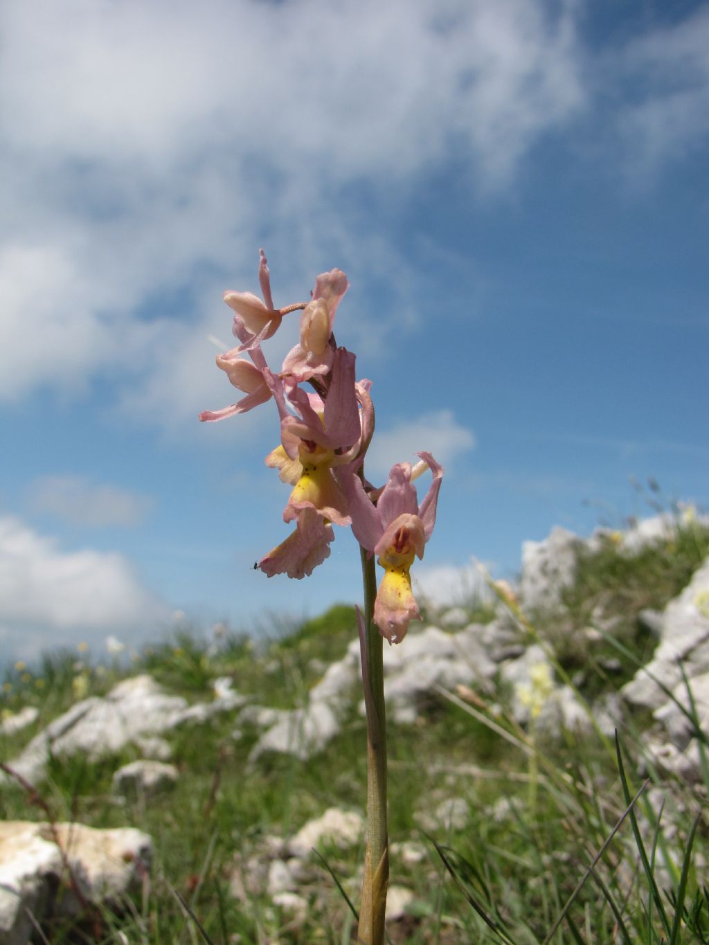 orchidea livata